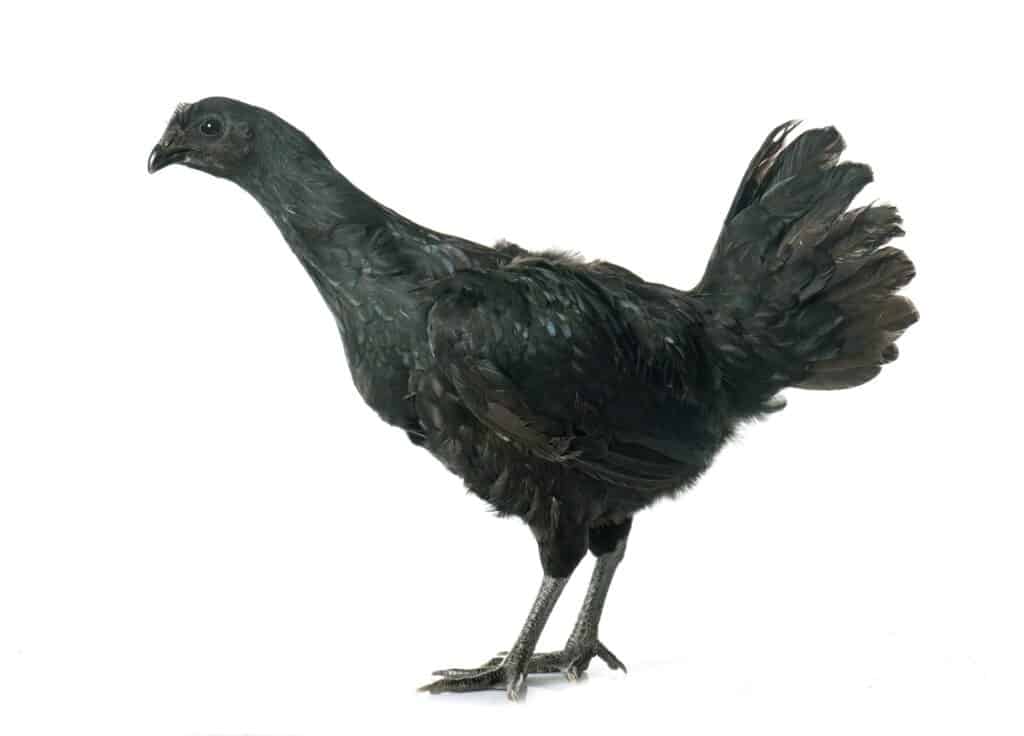 Black Chicken Meat: Unraveling the Mystique of Black-Colored Chicken Meat