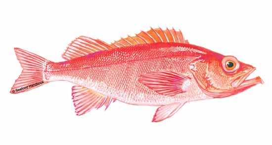 Rock Fish Insights: Learning About Different Types of Rock Fish