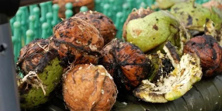 Walnuts vs Black Walnuts: Examining the Differences Between Walnuts