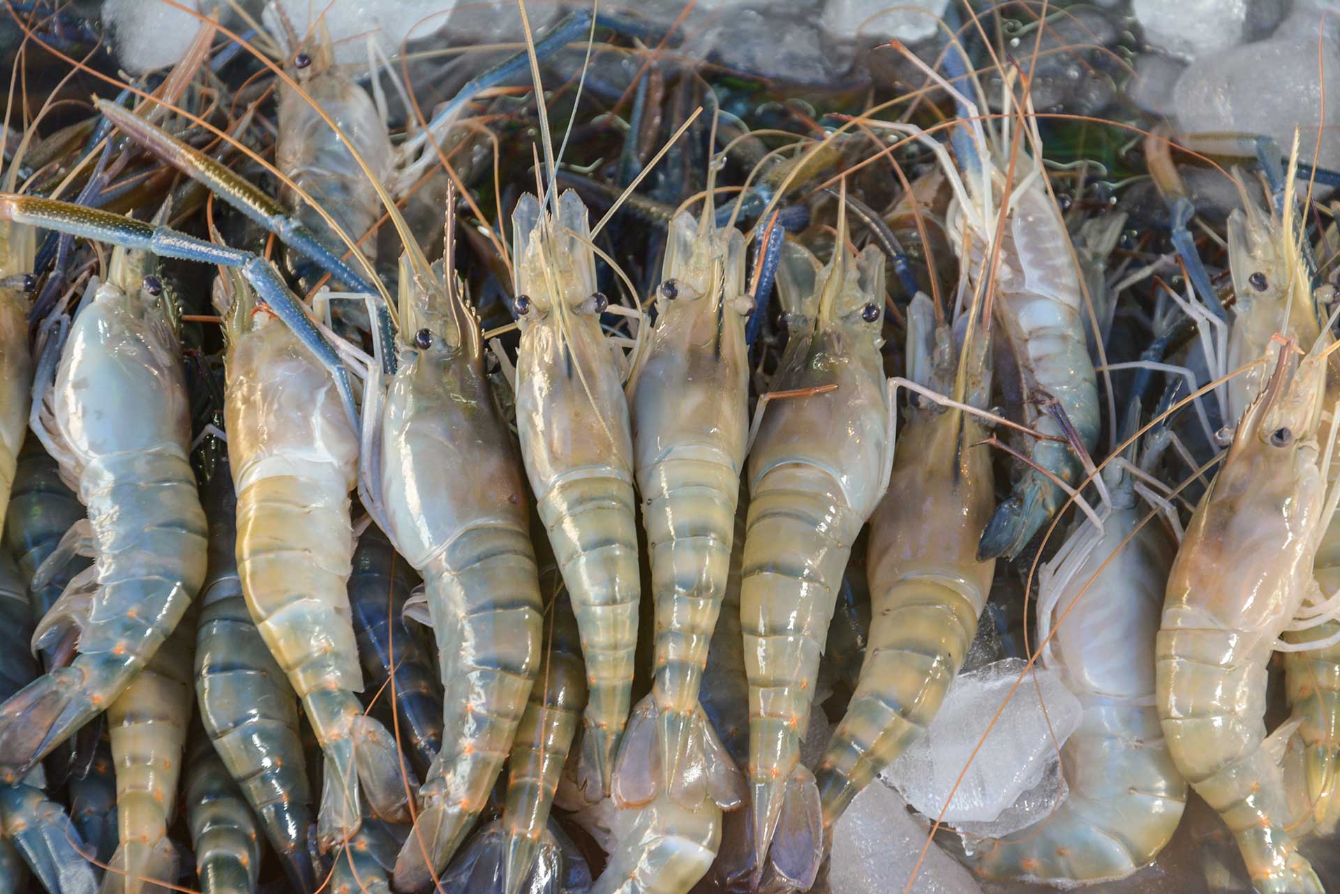 Detecting Bad Shrimp: How to Tell If Shrimp Has Gone Bad