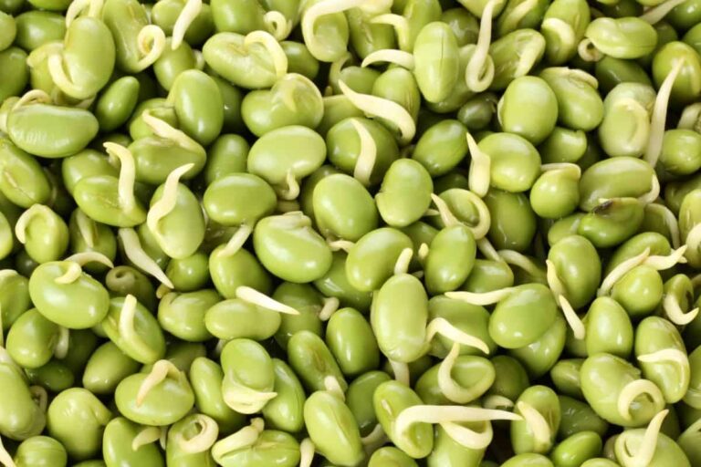 Lima Beans vs Fava Beans: Comparing the Nutritional Profiles of Lima Beans and Fava Beans