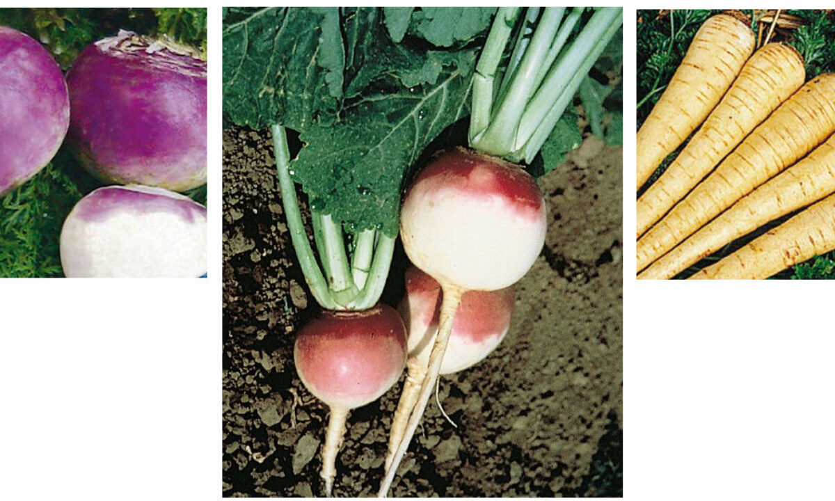 Parsnips vs Turnips: A Culinary Exploration of Parsnips and Turnips